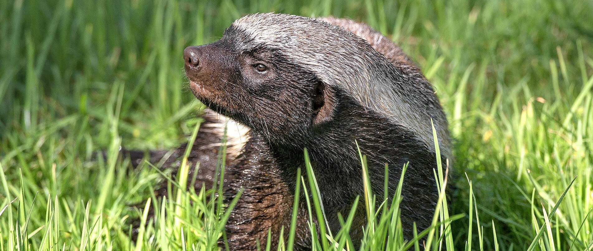 De onverwachte vriendschap tussen honingdassen en honingwijzers in Afrika | leefnugezonder