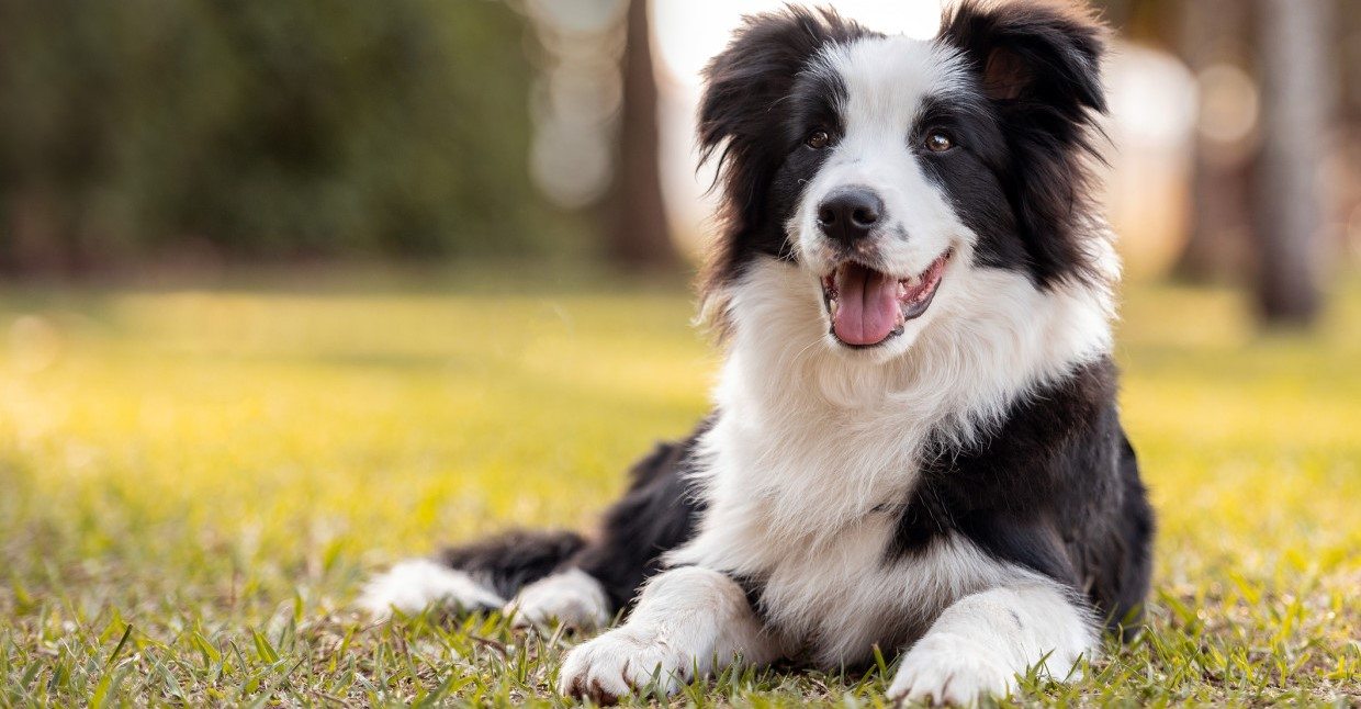 De bordercollie: Een intelligente en energieke hond | leefnugezonder