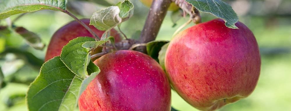 Apple dessert recipes: 5 alternatives with less sugar | leefnugezonder