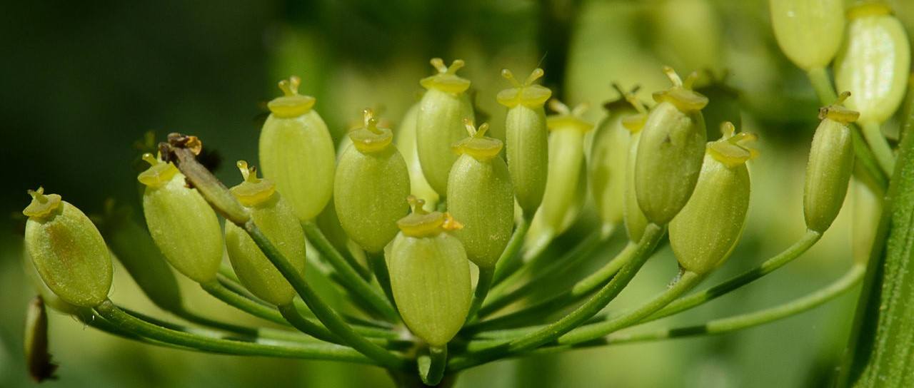 Parsnips: Forgotten Vegetables You Should Eat More + Recipes | leefnugezonder