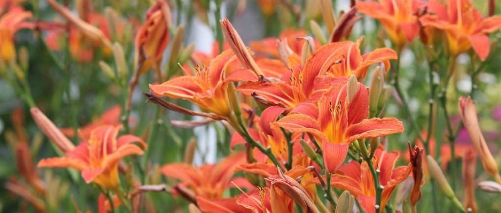 Victoriaanse Bloemen: 10 populaire Victoriaanse bloemen en hun betekenis | leefnugezonder