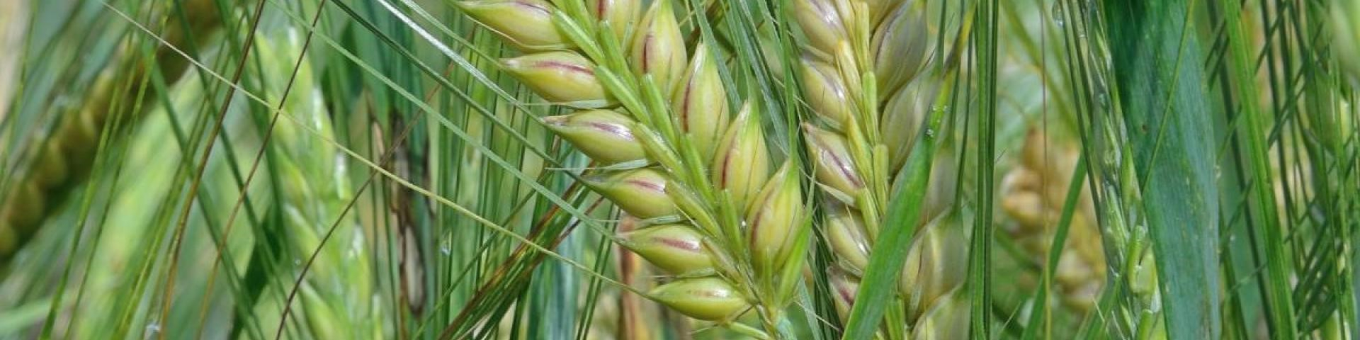 Dit kan gerst voor je gezondheid betekenen | leefnugezonder