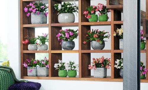 Winterbloemen brengen kleur en gezelligheid in huis | leefnugezonder