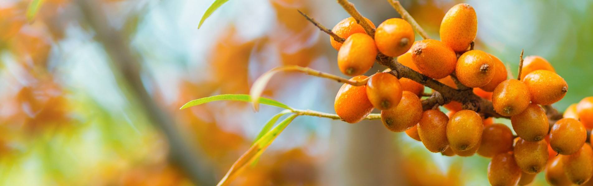 De Duindoornbes: Een Veelzijdige Vrucht met veel Gezondheidsvoordelen + Recept jam | leefnugezonder