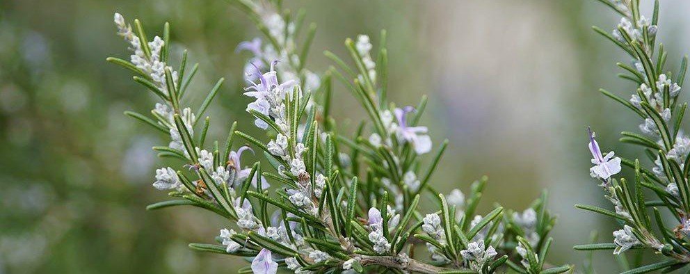 Rozemarijn: Een krachtig kruid met veelzijdige gezondheidsvoordelen | leefnugezonder