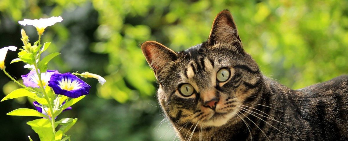 Be careful: These are the most toxic plants in your garden | leefnugezonder