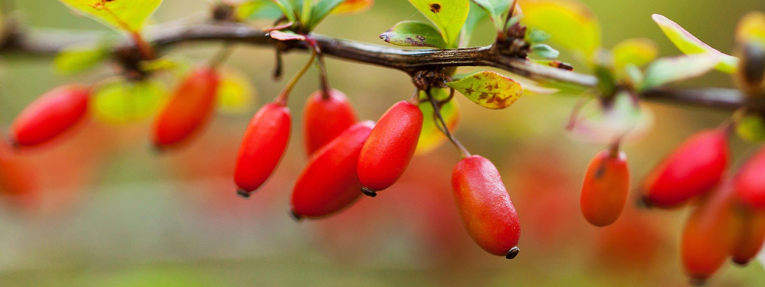 Berberine: Een natuurlijk supplement met vele gezondheidsvoordelen | leefnugezonder