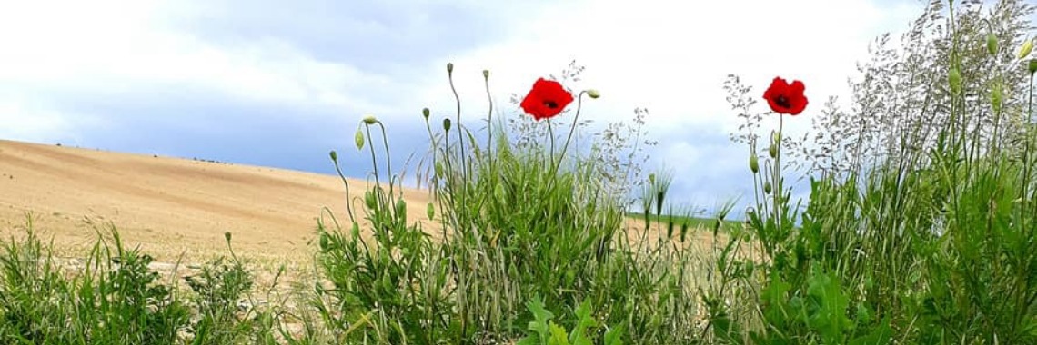 Baranya in beeld | Zoet Hongaars Leven