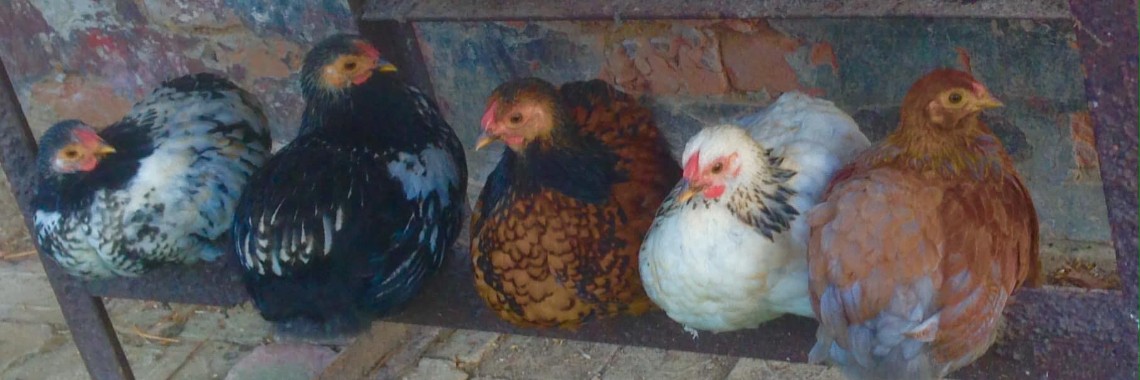 Chicken Portraits | Zoet Hongaars Leven