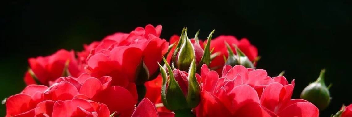 Terug bij je gezin | La Sasans