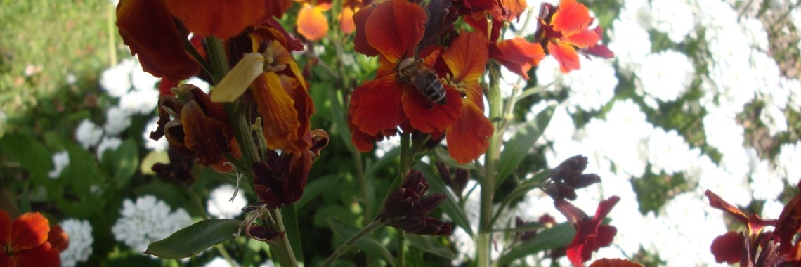 Bees from my garden | Zeljka