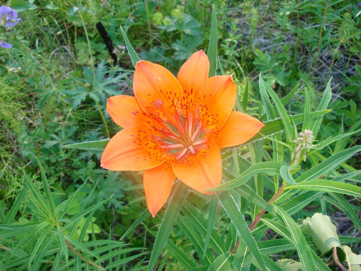 Sardaana flower, Yakutia 