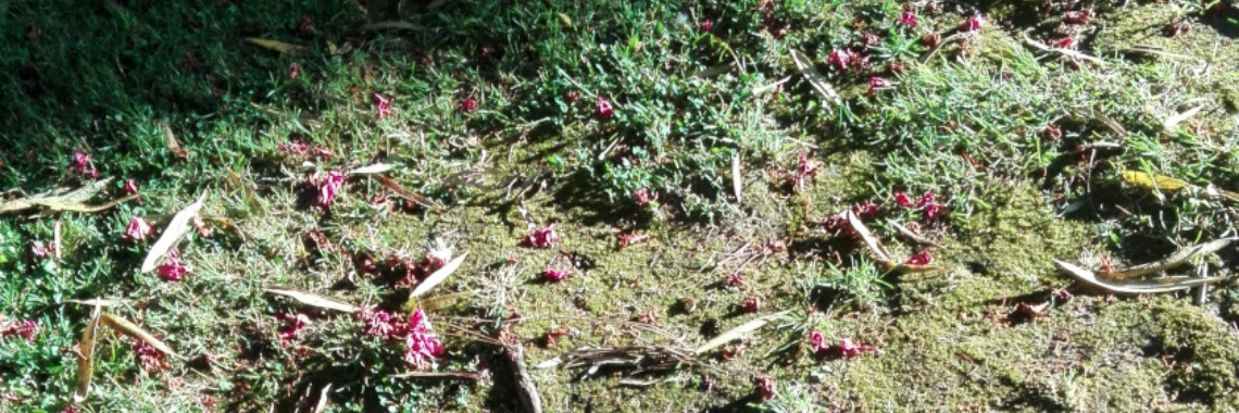 Let there be light | Adriana