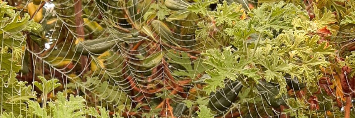 Spider webs and poetry for children | Adriana