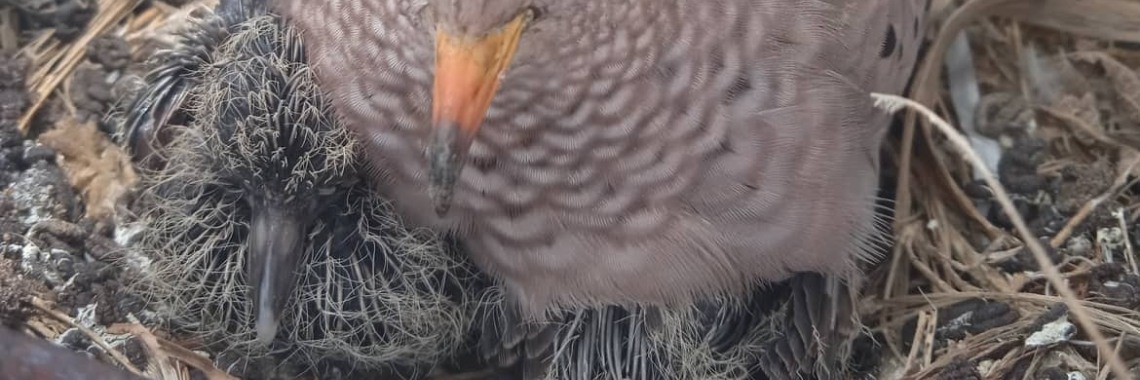 A small defenseless bird | rockstar