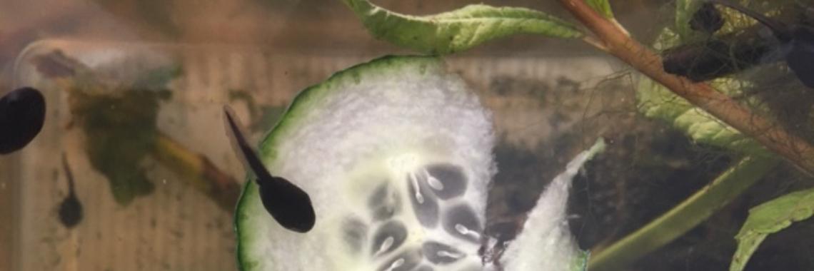 De kikkervisjes | Sasi