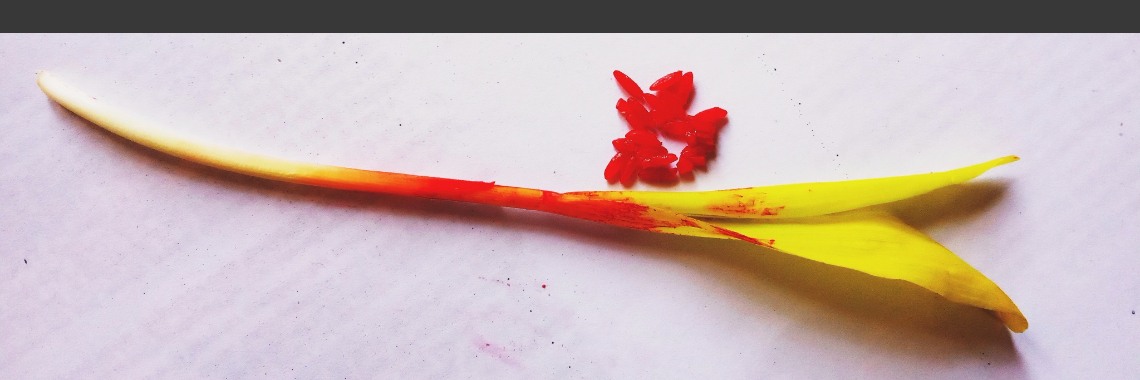 Dashain:Het grootste festival | Just read(en)