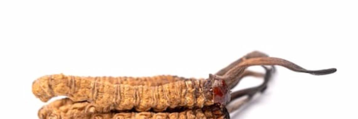 Himalayan Viagra | Just read(en)