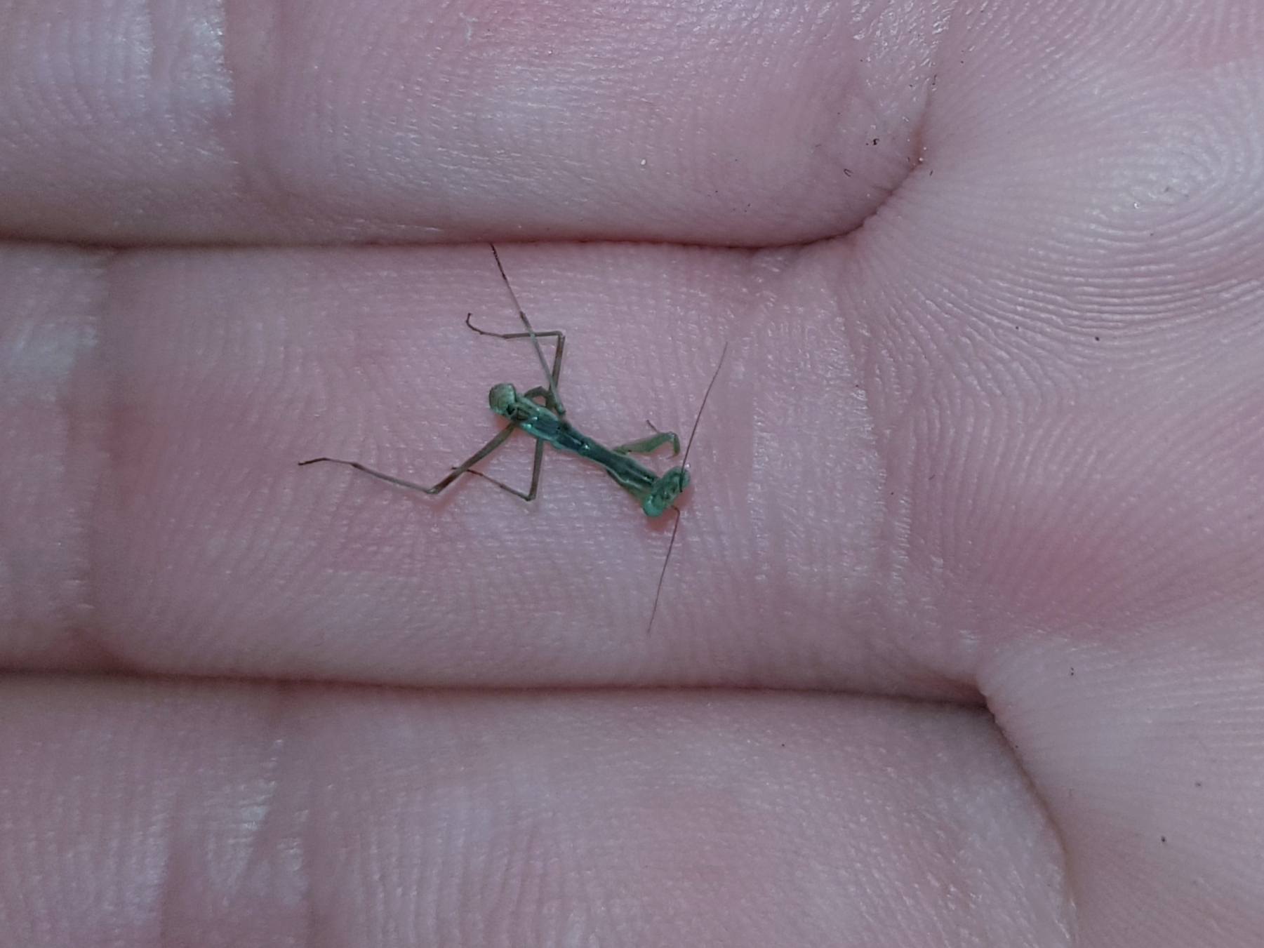 Baby praying mantis Yoors