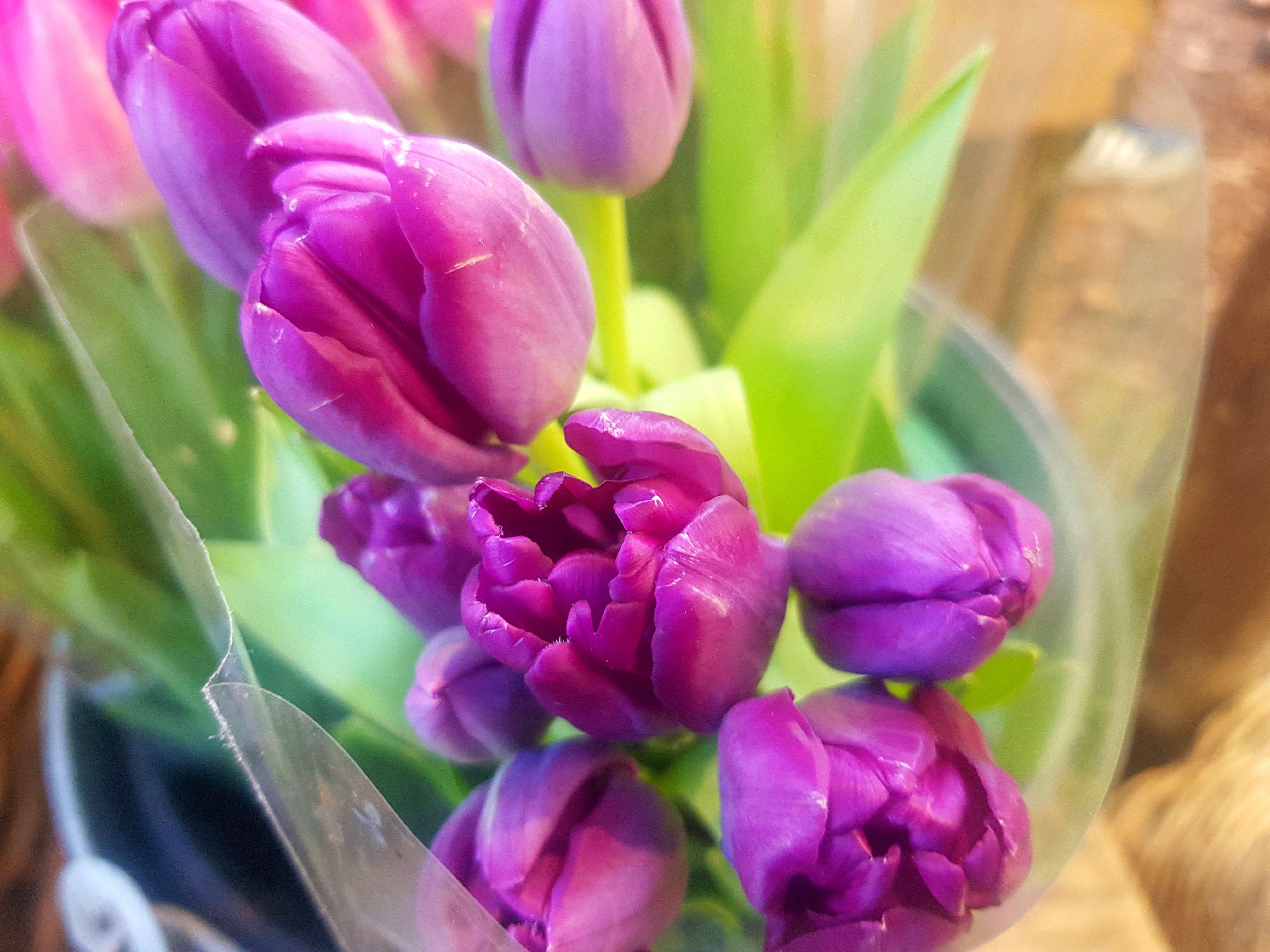 day-1-of-the-seven-day-flower-challenge-yoors