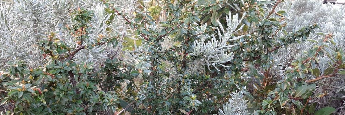 Poetry in the garden | Teresa Seia