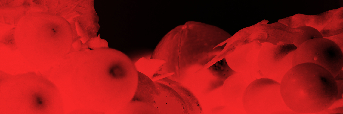 Fruitastische fotoshoot | francesca