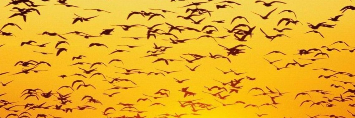 About CBD Oil for general pain relief | sabbinmert