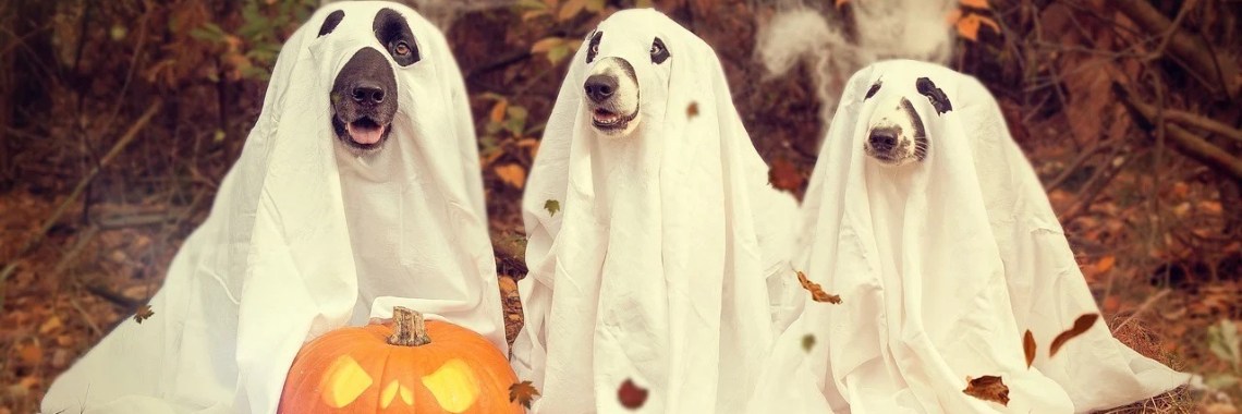 The Witchcraft behind Halloween | Luca