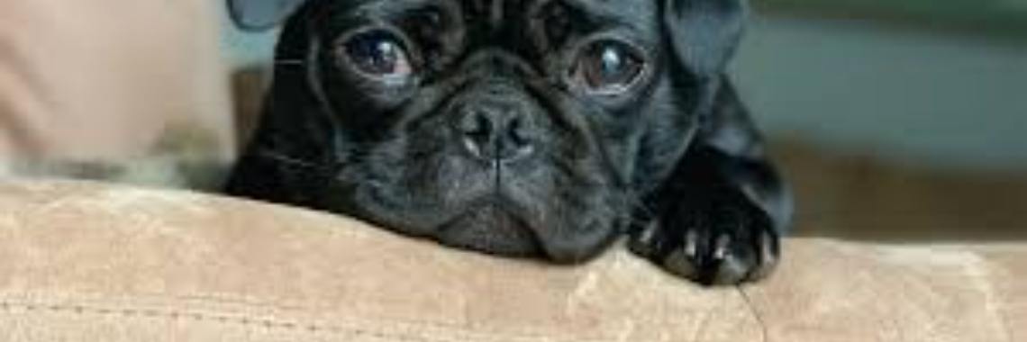The Top Three Emotional Support dog Breeds | indiemay24