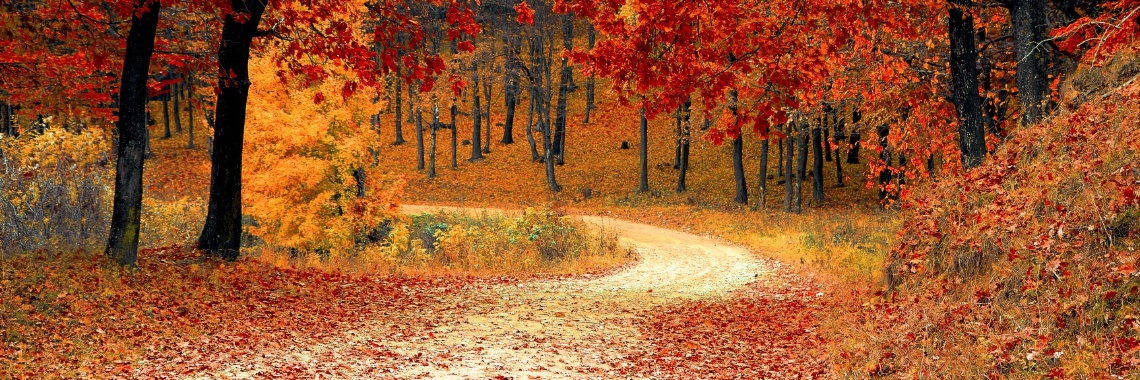Wat zijn leuke uitstapjes in de herfst? | Rose