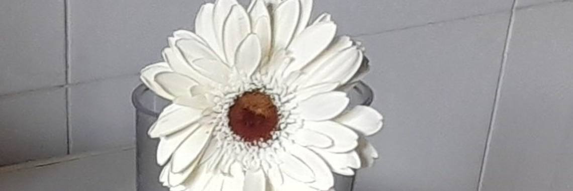 My special flower | Paula Martins