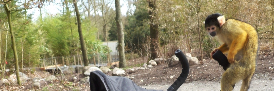 Teresa Seia´ s Samie; my version | Paula Martins