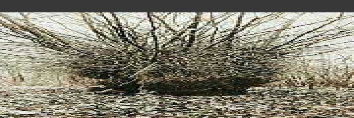 Who Put Lou Belle Down The Witch's Elm? | TheCrime.Connection