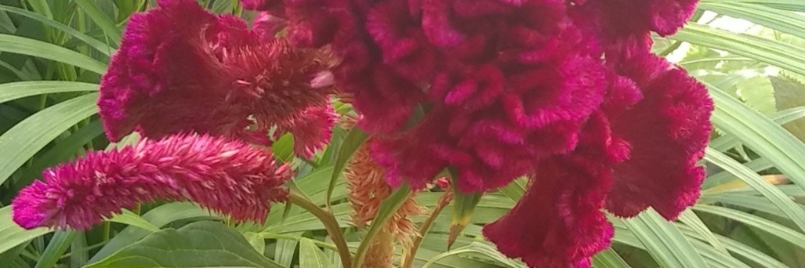 My garden | AstridTells