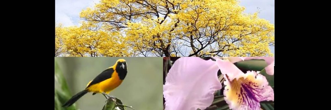 Natural Symbols of Venezuela