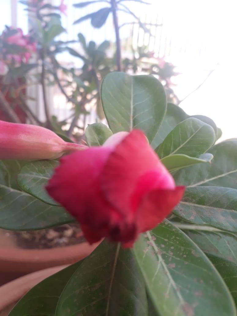 Adenium