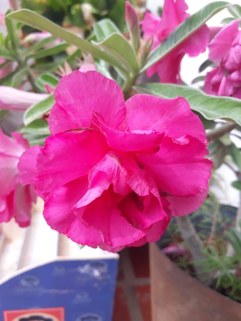 Adenium