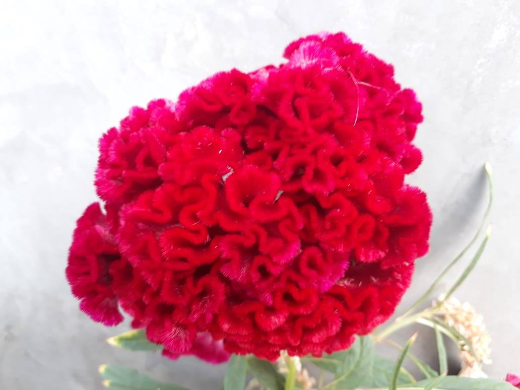 La Celosia