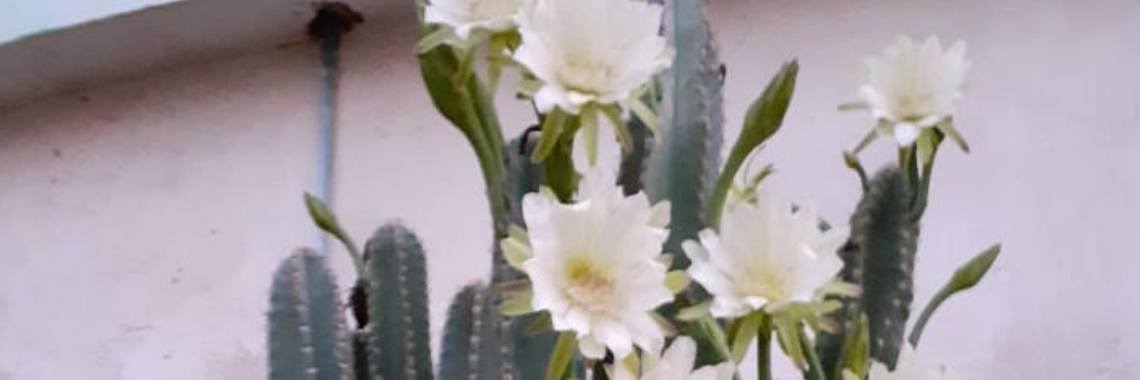 The Flowers of the Cactus, a beautiful show | naf1971naf