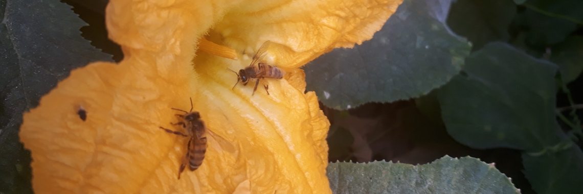Garden Guests  | naf1971naf