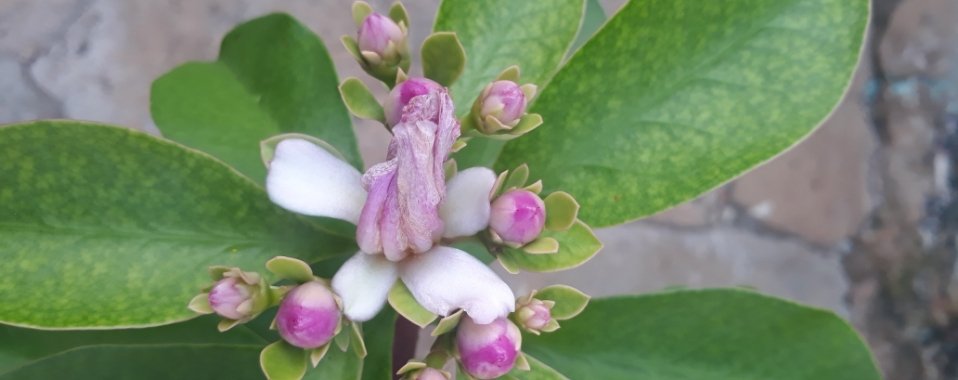 Paciencia | naf1971naf