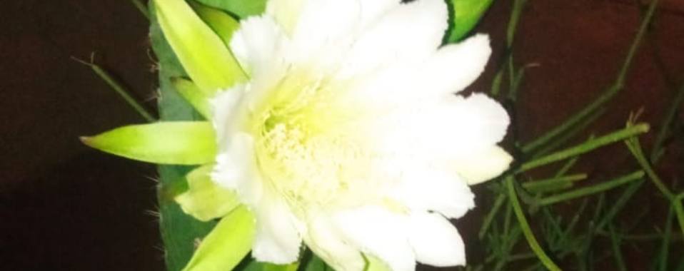 Flor del Cactus | naf1971naf