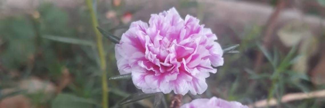 Lindas flores cada día | Neider