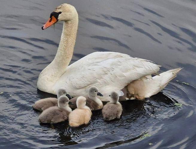 Moeder Zwaan met haar kleintjes | Rosita&Charlene-Blogs-Creaties