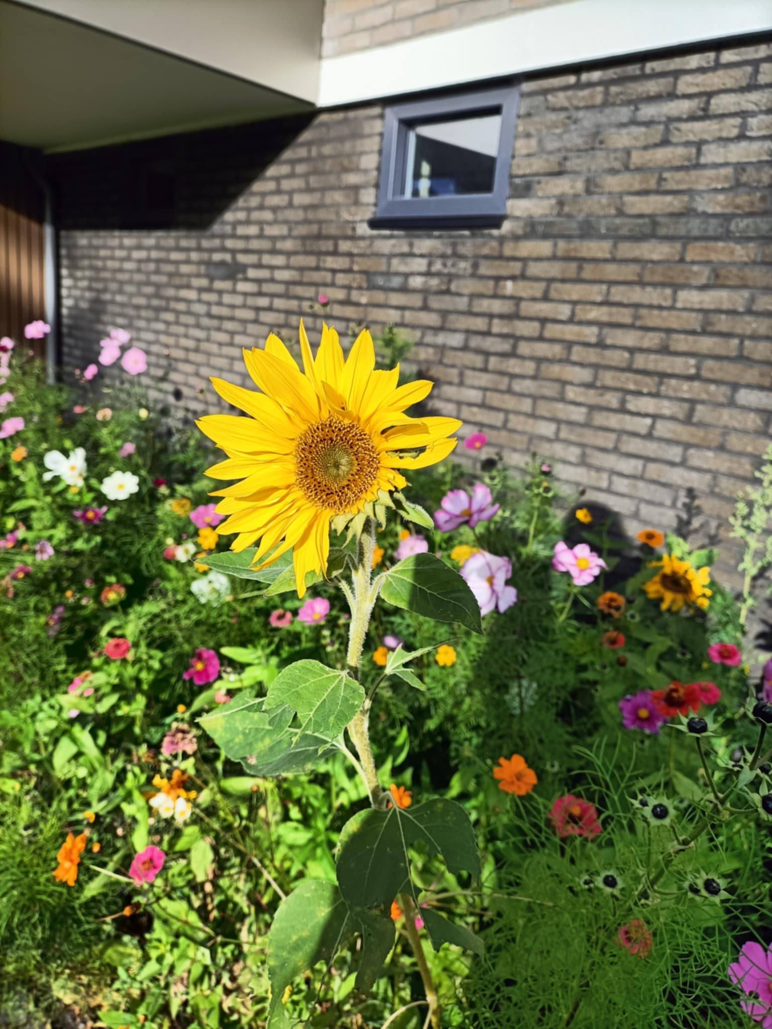 Mooie bloemen | Rosita&Charlene-Blogs-Creaties