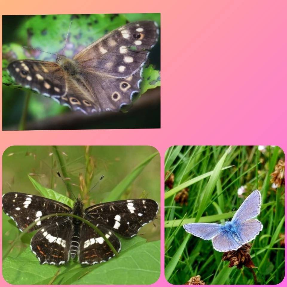 Bijzondere vlinders gespot | Rosita&Charlene-Blogs-Creaties