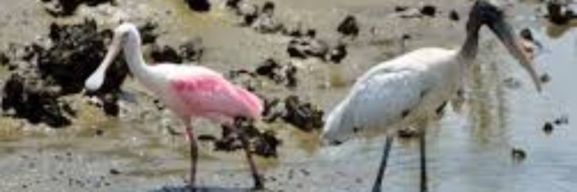 Aves del humedal español | anagabriela