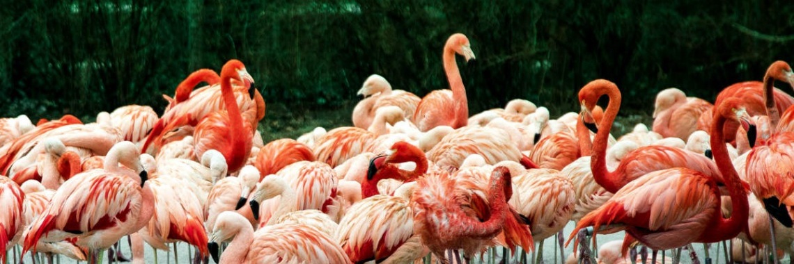 Flamenco rosado del Caribe | anagabriela