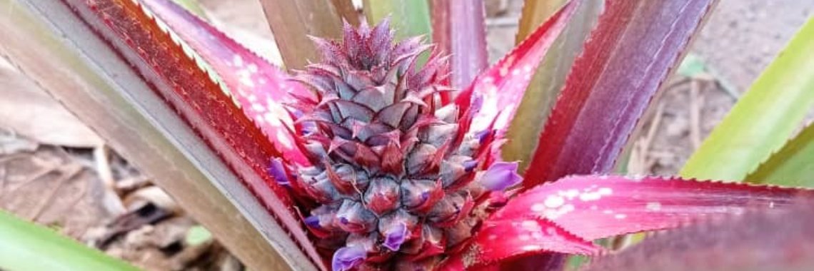 Piña multicolor | anagabriela