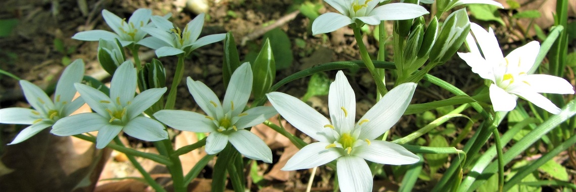 Respectfully dealing with nature | Klons